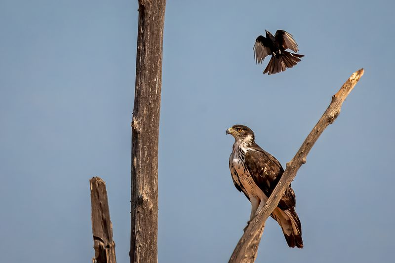 Fork-tailed drongo harasses an African hawk-eagle