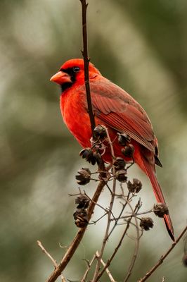 Male Cardinal