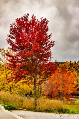 Some of the most vivid colors were at the Margaret Bowater Park, Corner Brook, Newfoundland