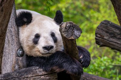 Giant panda.