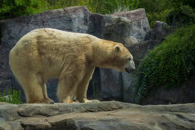 Polar bear.