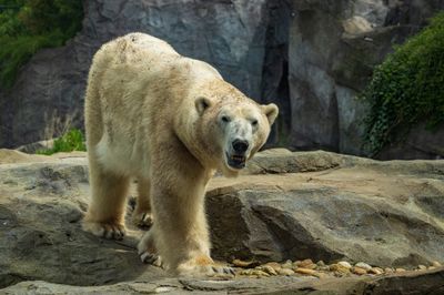Polar bear.