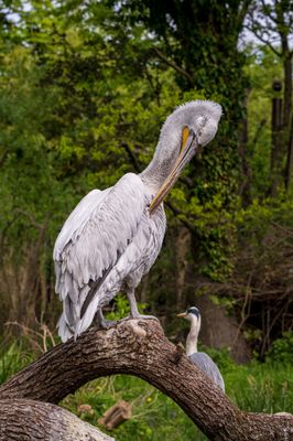 White pelican.