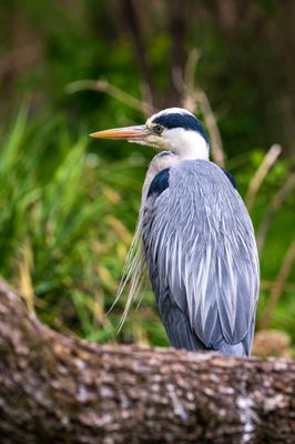 Grey heron.