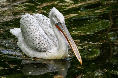White pelican.