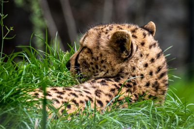 Cheetah basking.