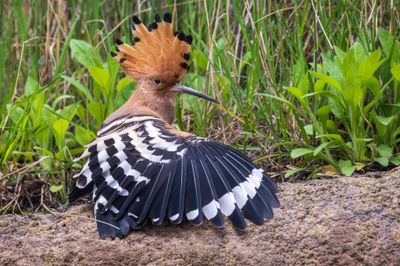 Hoopoe.