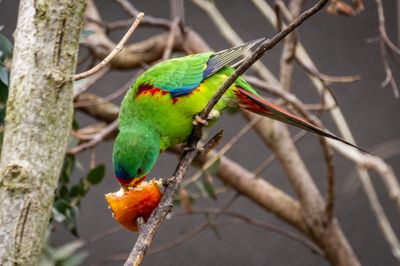 The Zoo at Schoenbrunn Castle, Vienna, Austria - April 2023