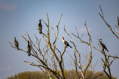 Cormorant tree in full bloom.