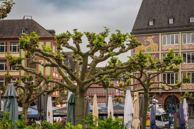 Sculptured trees in Frankfurt.