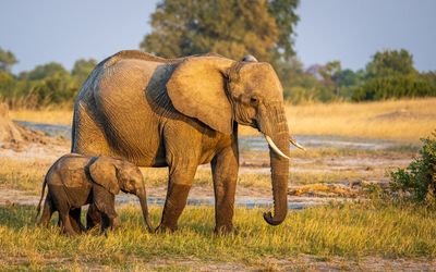 African Safari, Zambia and Zimbabwe, May 26-June 11, 2024