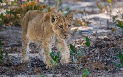 Cub headed toward mom