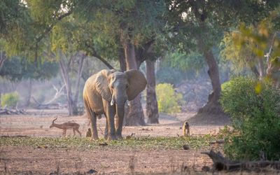 Nyamatusi Camp, Mana Pools National Park, Zimbabwe