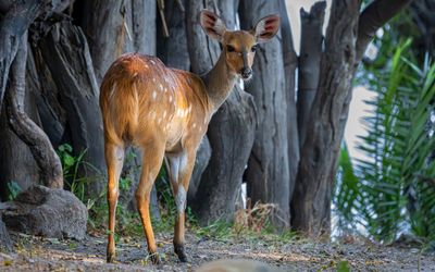 Cape bushbuck in the camp