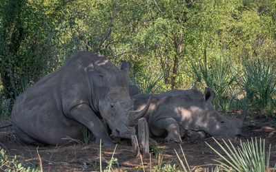 White rhino settling in for the day