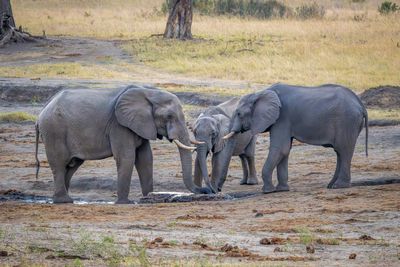 Three sparring over the water source.