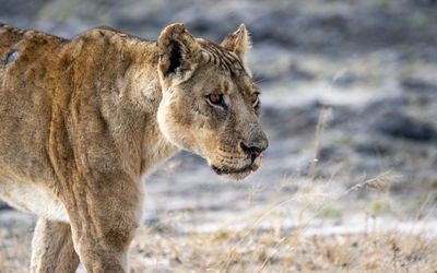 Battle scarred, old lioness looking for the pride