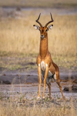 She was spotted by this impala, who wasn't happy.  He was alerting.