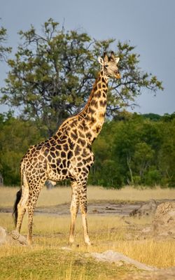 Masai giraffe