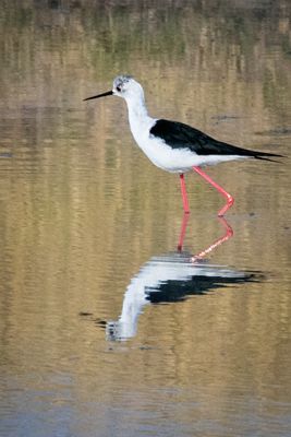 Black-winged stilt