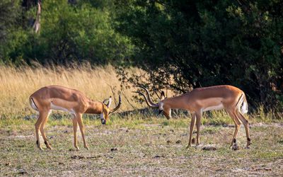 Young impala bucks facing off