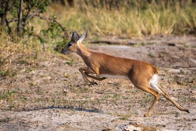 Steenbok