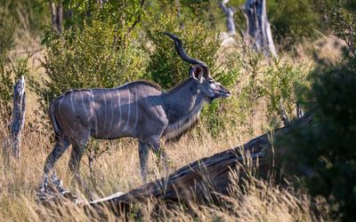 Kudu in his natural environment.  LIkes to stay in the brush.