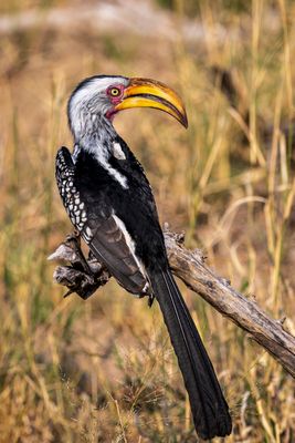 Southern yellow-billed hornbills were common critters