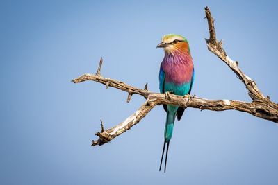 Lilac-breasted roller. Very colorful!