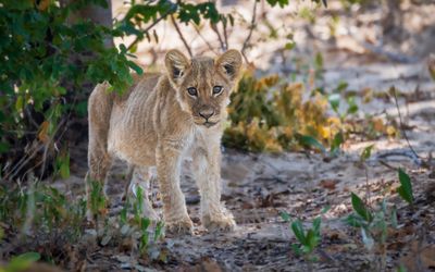 Young cub in the den for the day.  Time to rest.