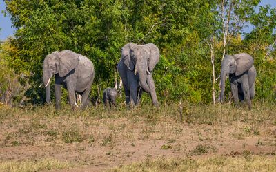 Elephant family cresting the hill headed for the water hole.