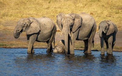 Made it! Baby elephants must immerse their heads to drink.