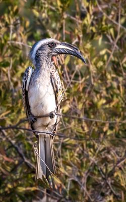 African gray hornbill