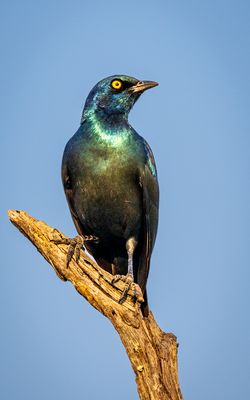 Cape starling