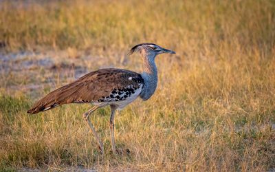 Kori bustard