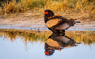 Bateleur eagle