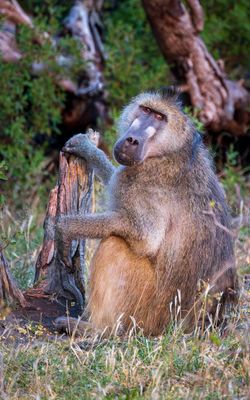 Baboon--apparently the patriarch