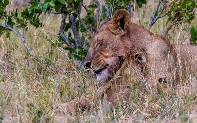 Small cub nuzzles mom