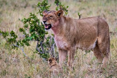 Mom on duty