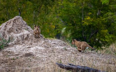 Her young cubs playing on a termite mound