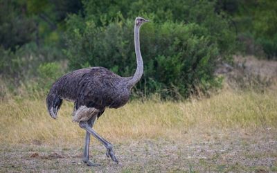 Ostrich a long way from Australia....