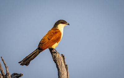 Senegal coucal