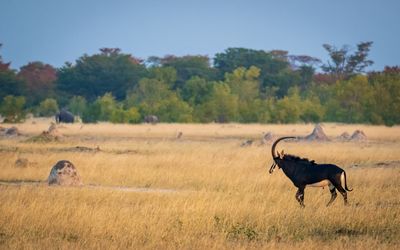 Sable antelope on the plains