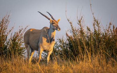 Eland early in the morning.