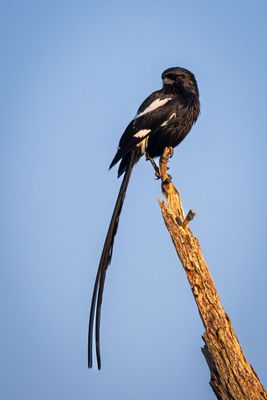 Magpie shrike