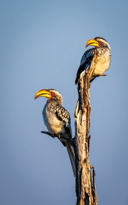 Two hornbills keeping watch