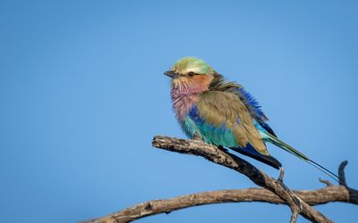 Another roller