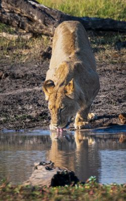Lion at the watering hole after breakfast.