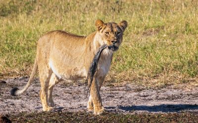 Young lion with a prize - the tail of the zebra that was breakfast.