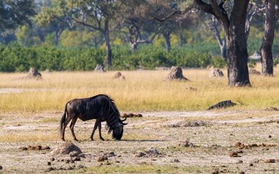 Wildebeest